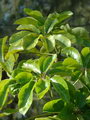 Umbrella Tree , Octopus Tree , Amate
